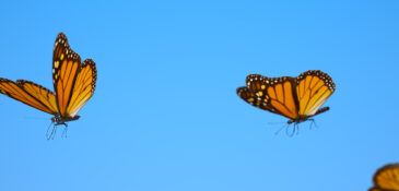 Butterfly Fun