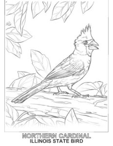Cardinal Coloring Page