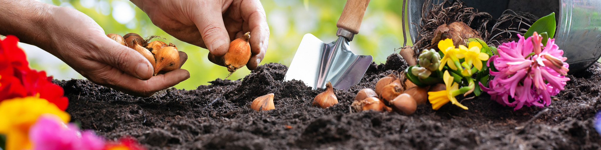 Tulip and Bulb Planter