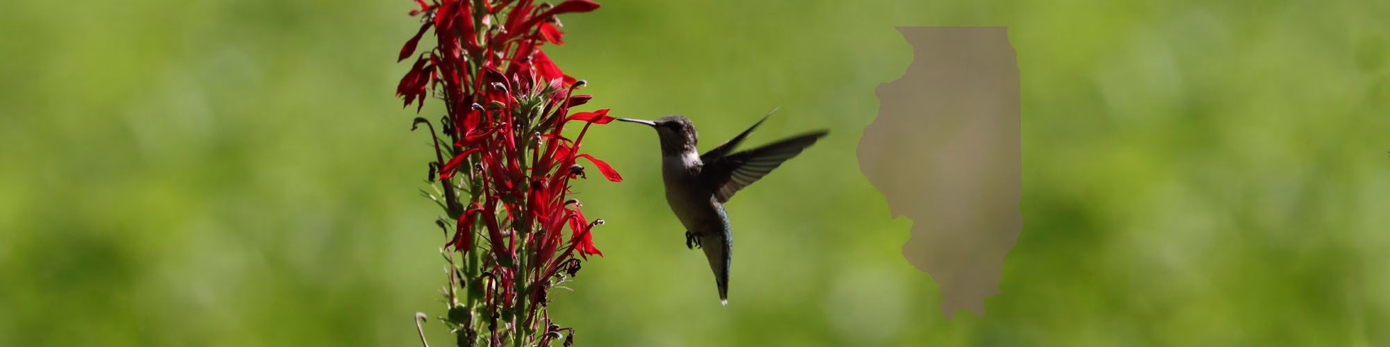 Humming Bird with beak in red flower and overset outline of the state of Illinois